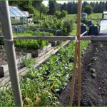 Vegetables growing on an allotment garden