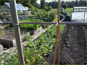 Vegetables growing on an allotment garden